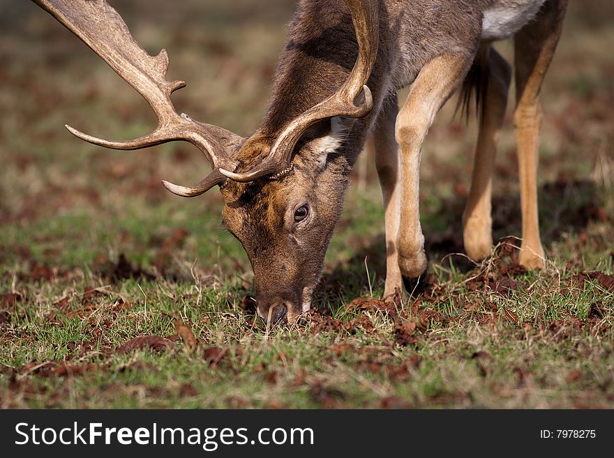 Red Deer Stage Male grazing in wood