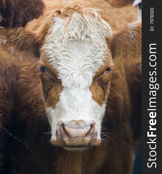 Close up on a cow head in uruguay farm land