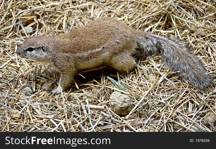 African ground squirrel. Latin name - Xerus inaurus. African ground squirrel. Latin name - Xerus inaurus