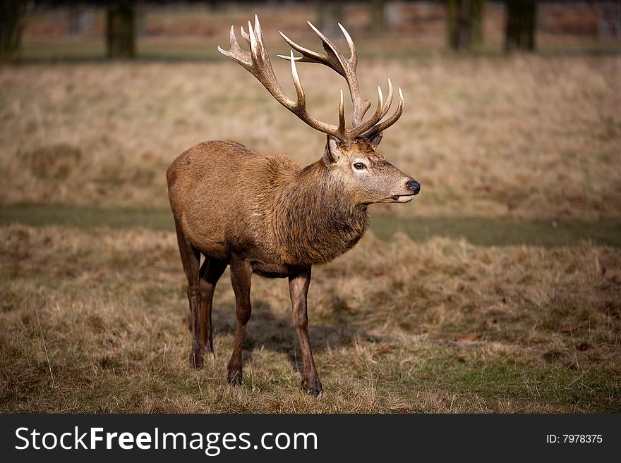 Red Deer Stage Male in wood