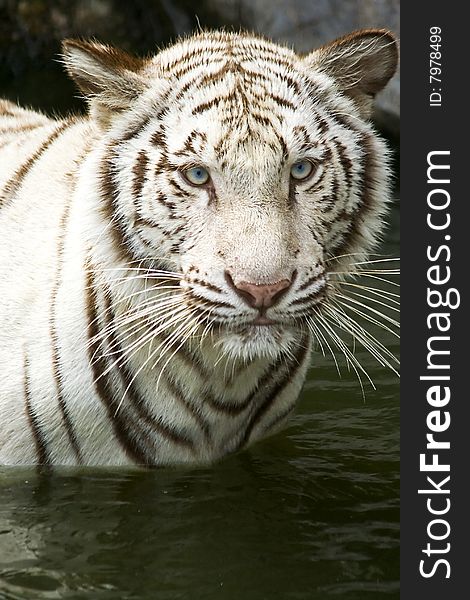 White tiger in the water