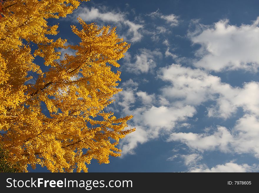 Camphor tree on a bright autumn day. Camphor tree on a bright autumn day