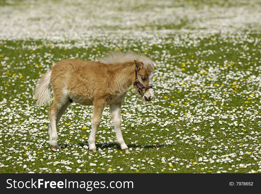 Young horse meadow with many flowers