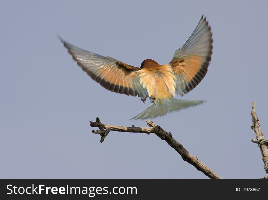 Bee eater bird over a blue background sky