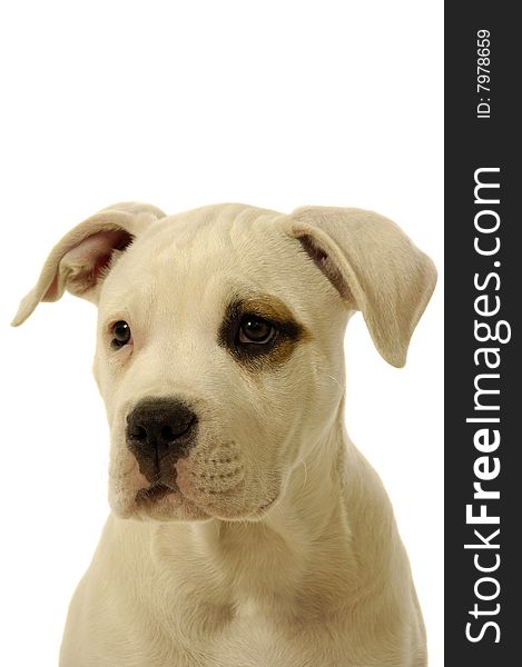 Sweet puppy on a clean white background