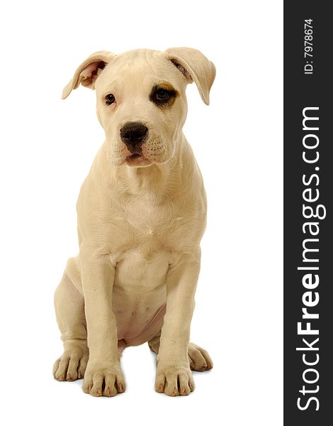 Sweet puppy sitting on a clean white background.