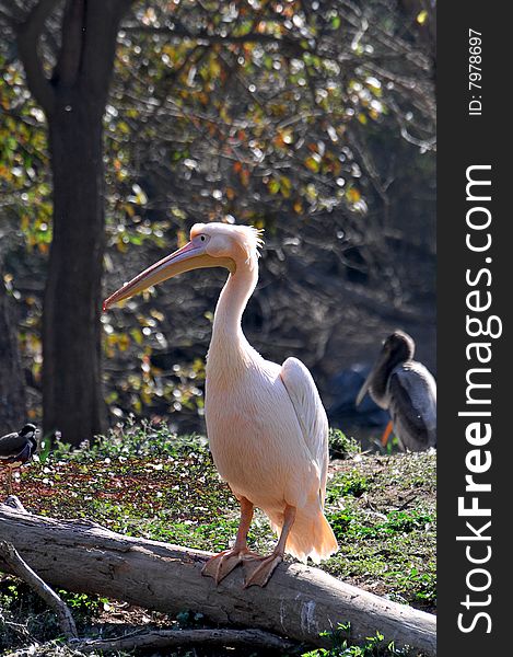 Pink pelican looking great in wild.