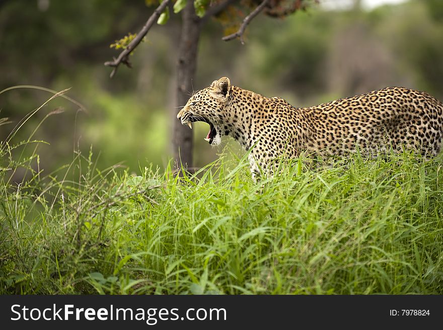 Leopard In Kruger Park