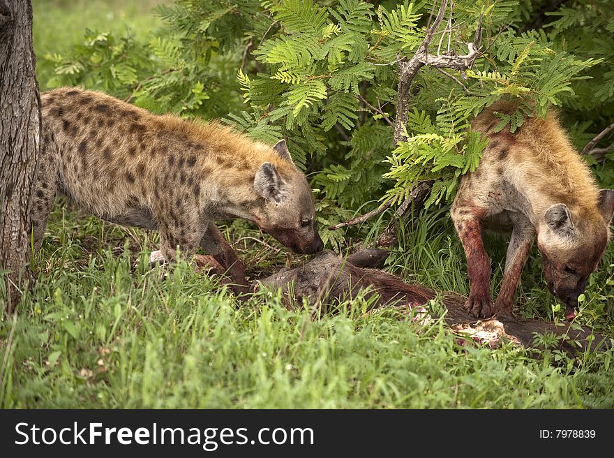 Two Hungry Hyenas