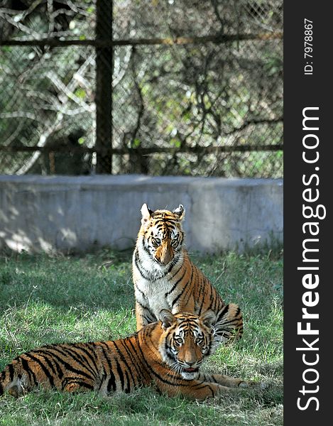 Tiger cubs resting after playing time.