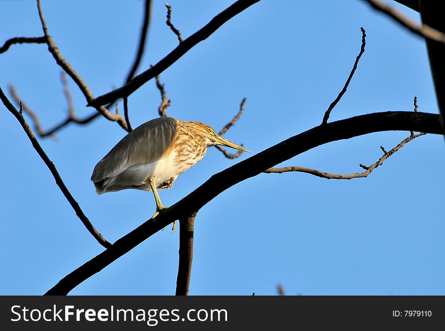 Black crowned heron sitting on the tree.