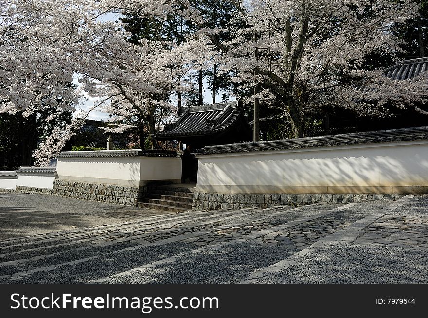 Japanese cherry blossom with temple