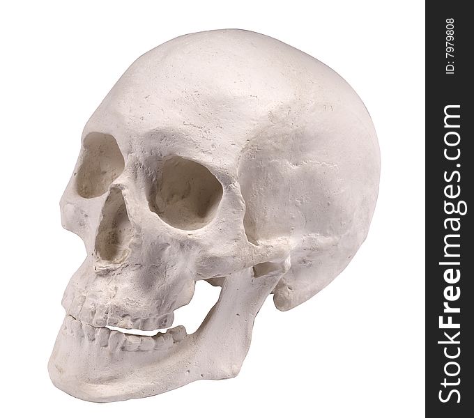 Plaster skull on white background