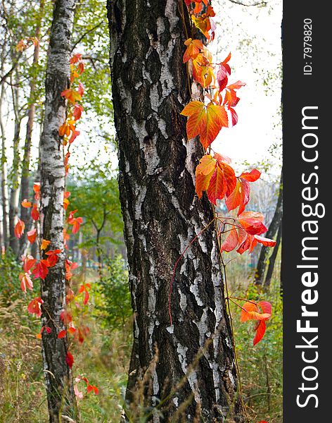 Birch trunk in red leaves. Birch trunk in red leaves