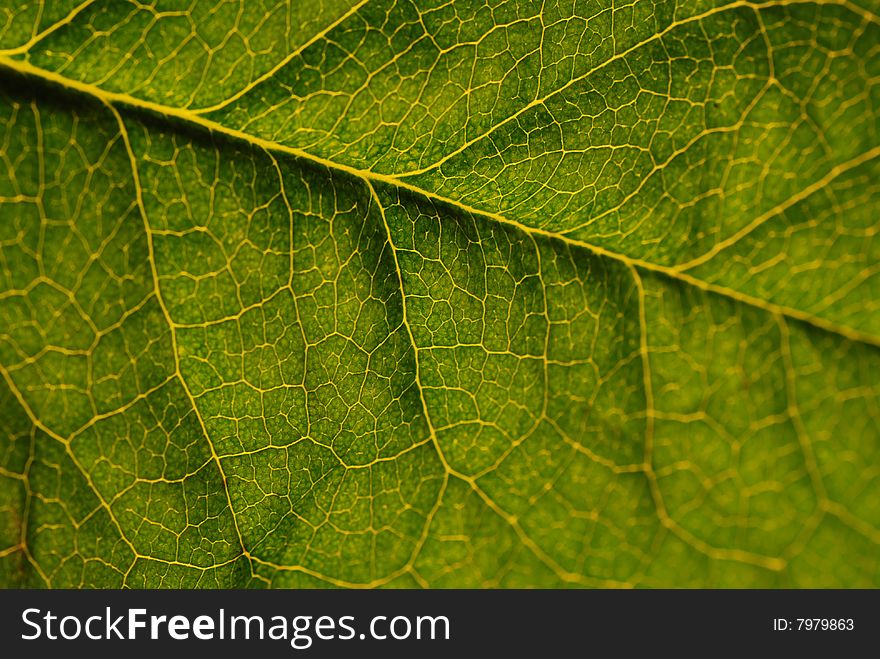 Green leaf with detail veining, 
closeup.