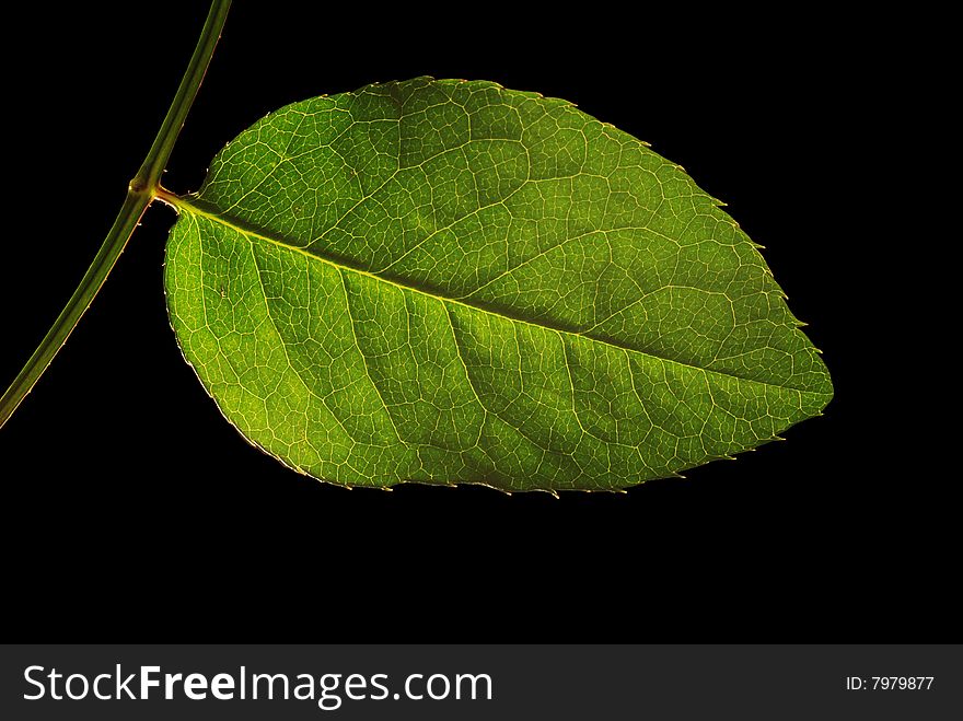 Green leaf isolated over black