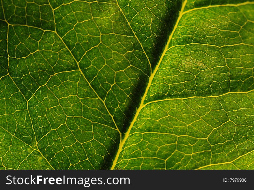 Green leaf with detail veining, macro