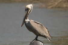 Brown Pelican Resting Stock Photography Brown Pelican Resting Stock Photography
