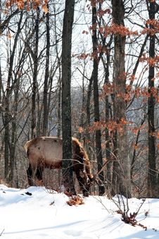 Bull Elk Royalty Free Stock Image