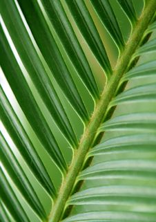 Palm Leaf Royalty Free Stock Photography