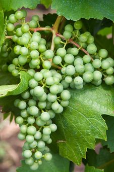 Green Grape Stock Photography Green Grape Stock Photography