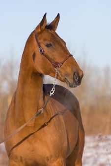 The Red Horse Poses. Royalty Free Stock Images