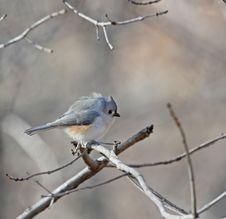 Tufted Titmouse Royalty Free Stock Photo