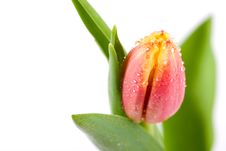Orange Yellow Tulip Closeup With Dew Drops Royalty Free Stock Photo
