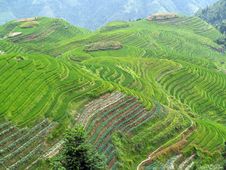 Rice Fields 3 Stock Photography Rice Fields 3 Stock Photography