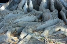 Roots Of Ficus Macrophylla Royalty Free Stock Image