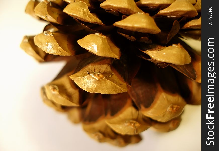 The pine cone on white background. The pine cone on white background