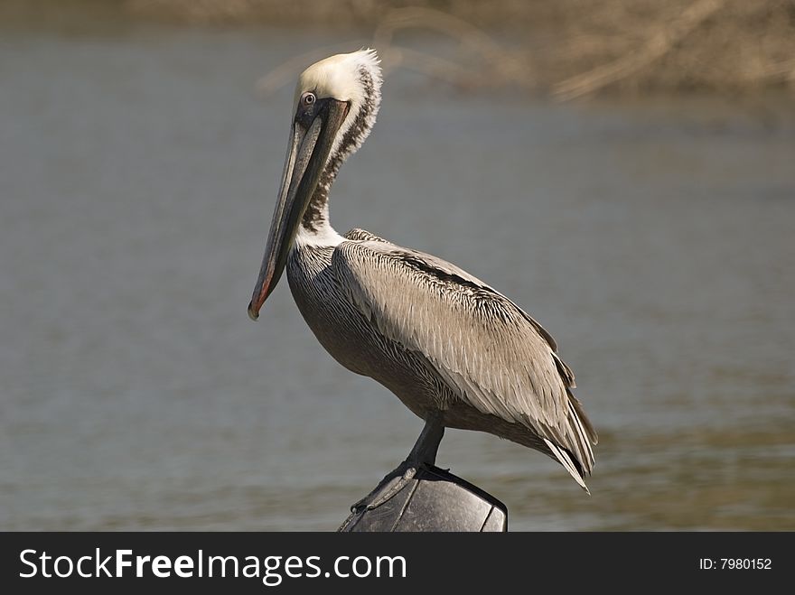 Brown pelican resting at the Ameca's river mouth in the Bay of Banderas, Pacific Ocean, north of Puerto Vallarta, Mexico