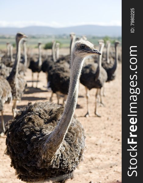 Ostrich farm of South Africa. Ostrich farm of South Africa