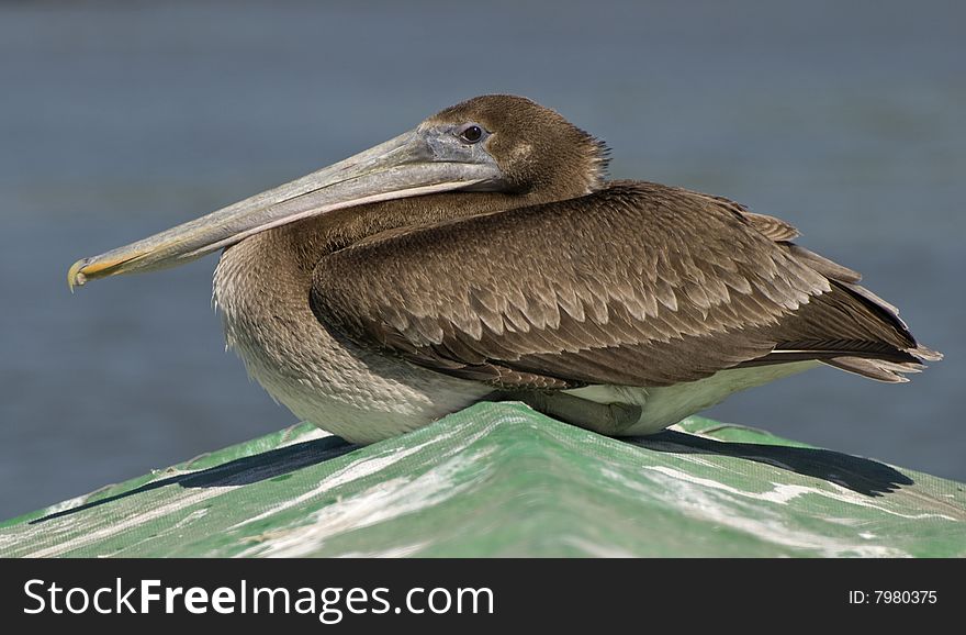 Brown pelican at the Ameca's river mouth in the Bay of Banderas, Pacific Ocean, north of Puerto Vallarta, Mexico. Brown pelican at the Ameca's river mouth in the Bay of Banderas, Pacific Ocean, north of Puerto Vallarta, Mexico