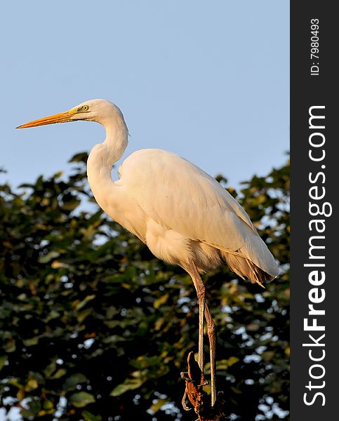 White egret standing on the top of the tree.