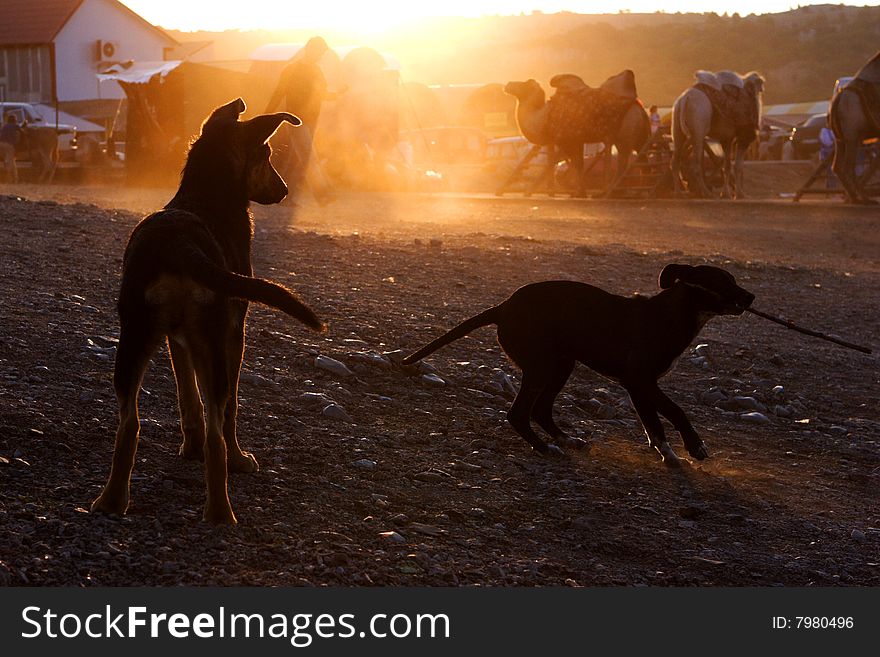 2 dogs playing at sunset. 2 dogs playing at sunset