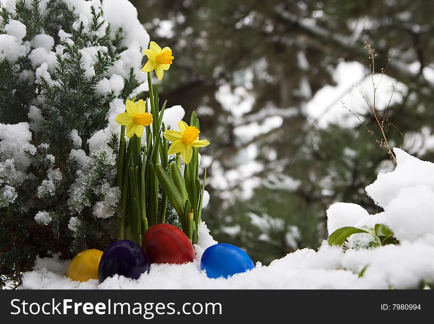 Easter eggs and narcissus in the snow