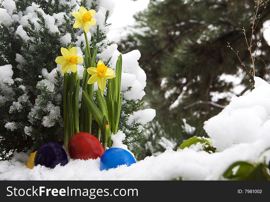 Easter eggs and narcissus in the snow, as a symbol of the coming Easter time