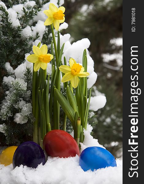 Easter eggs and narcissus in the snow, as a symbol of the coming Easter time