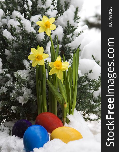 Easter eggs and narcissus in the snow, as a symbol of the coming Easter time