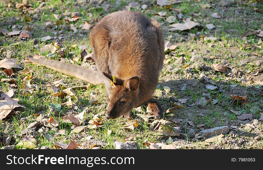 Eastern grey kangaroo in shanghai zoo.