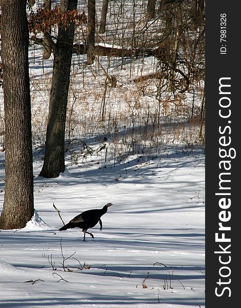 Wild tom turkey in snow