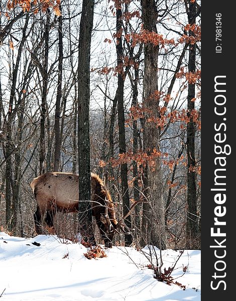 Bull elk feeding in snow