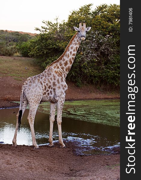 A lone giraffe arrives at the waterhole for an evening drink