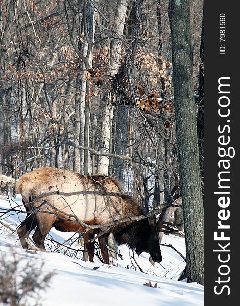 Bull elk feeding in snow