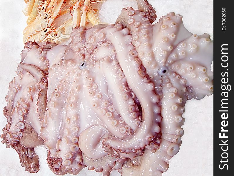 Octopus In Ice