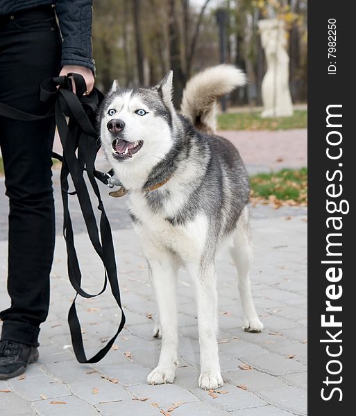 Siberian husky on walk in park