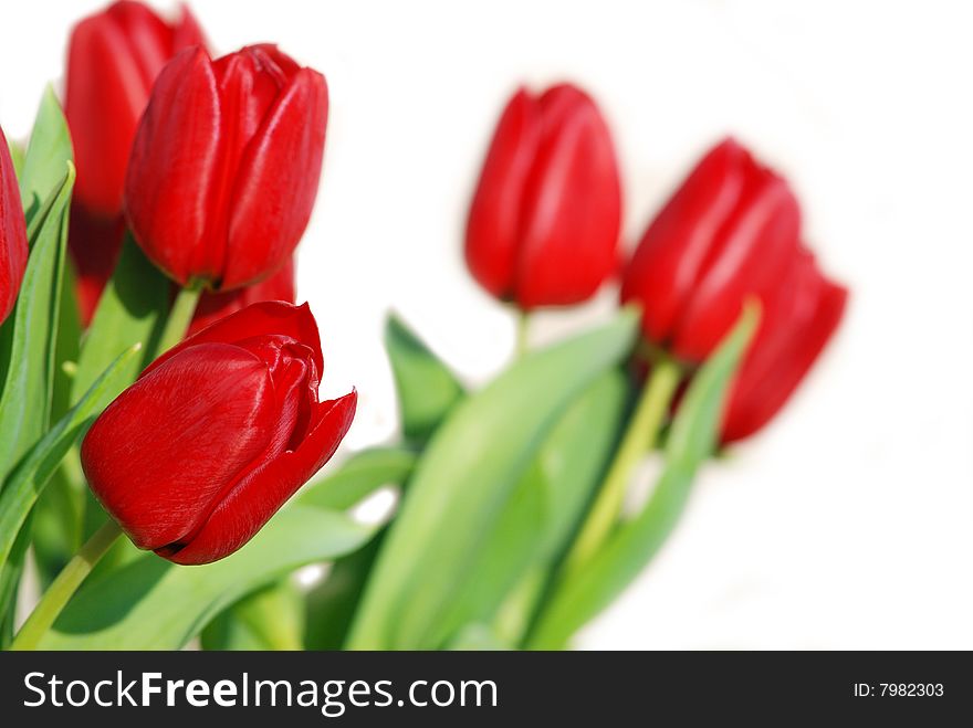 Red tulips with a white background. Red tulips with a white background