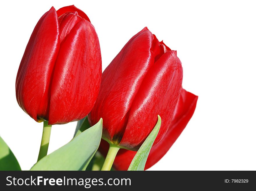 Red tulips with a white background. Red tulips with a white background
