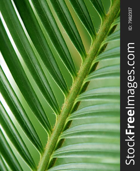 Palm leaf - texture as background for a design